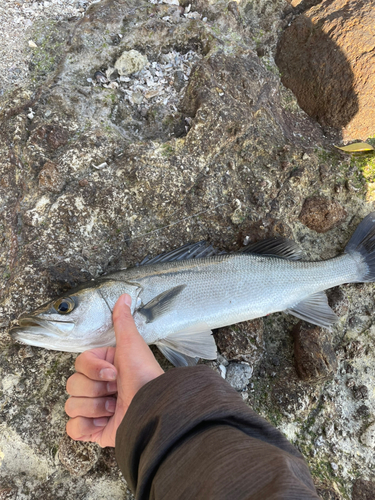 スズキの釣果