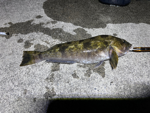 アイナメの釣果