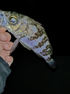 シロメバルの釣果