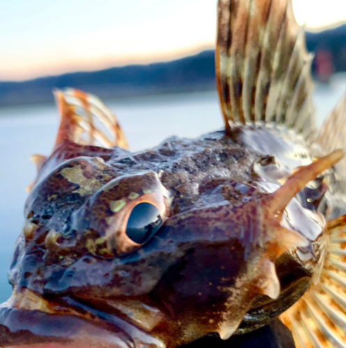 ニジカジカの釣果