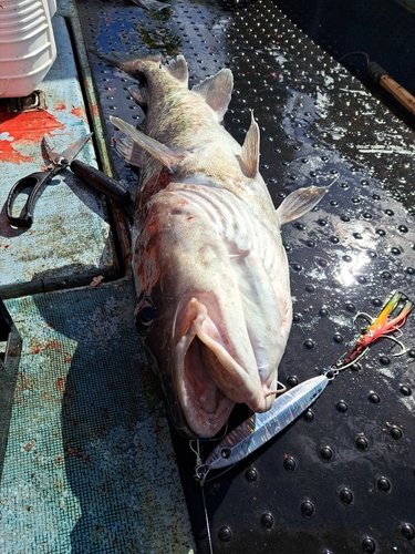 マダラの釣果