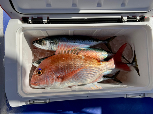 マダイの釣果