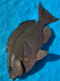 クチブトグレの釣果