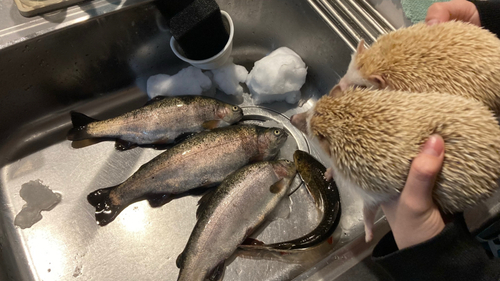 ニジマスの釣果