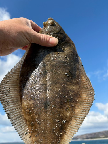 マコガレイの釣果