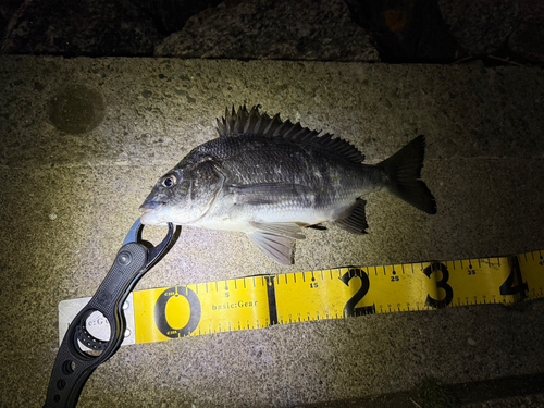 クロダイの釣果