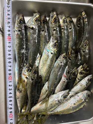 釣果