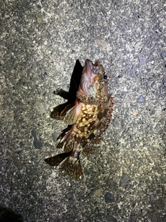 カサゴの釣果