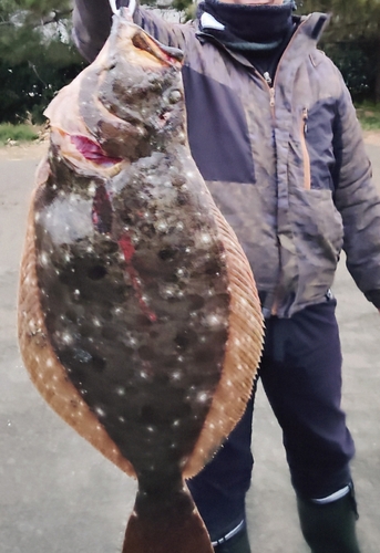 ヒラメの釣果