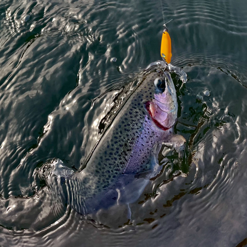 ニジマスの釣果