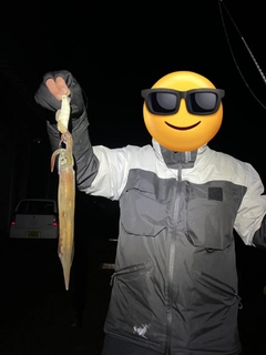 ヤリイカの釣果