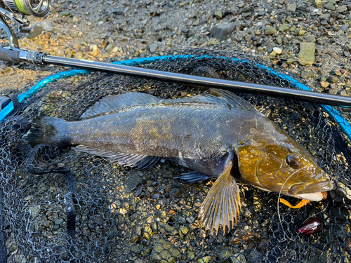 アイナメの釣果