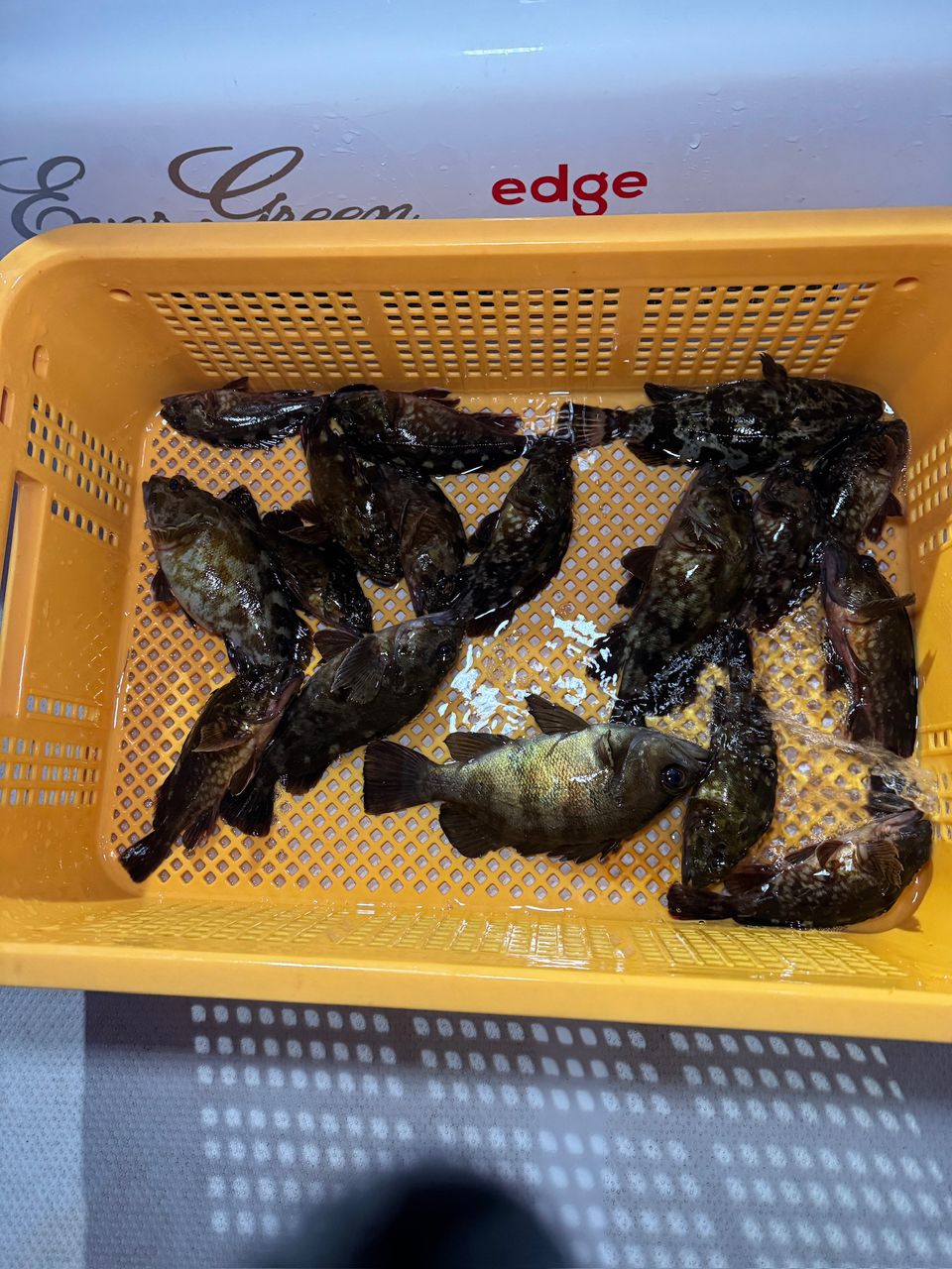 名古屋港ボートシーバスガイド edgeさんの釣果 2枚目の画像