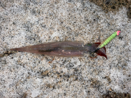 ヤリイカの釣果