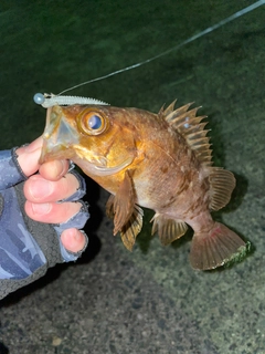 メバルの釣果