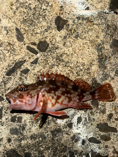 カサゴの釣果