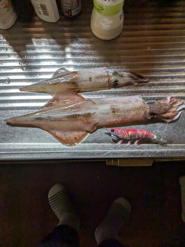 釣果