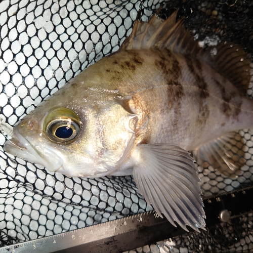 メバルの釣果