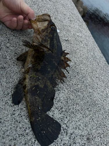 タケノコメバルの釣果