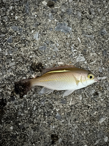 ハクセンタマガシラの釣果