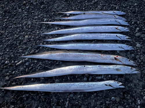 タチウオの釣果