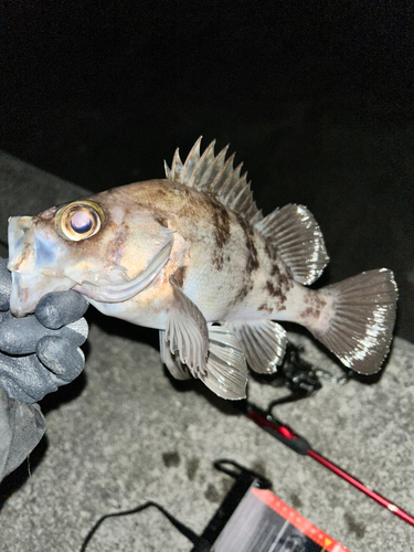 三陸海岸（岩手）