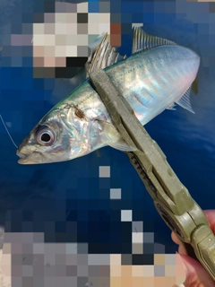 マルアジの釣果