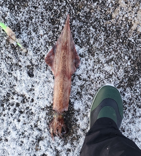 ヤリイカの釣果