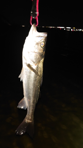 フッコ（マルスズキ）の釣果