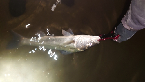 フッコ（マルスズキ）の釣果