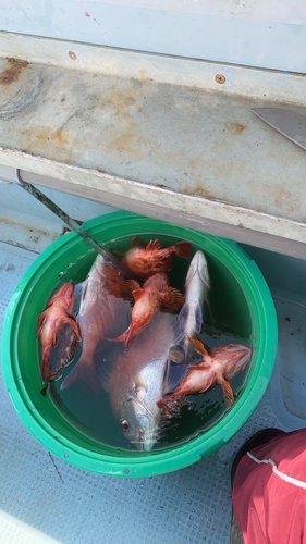 マダイの釣果