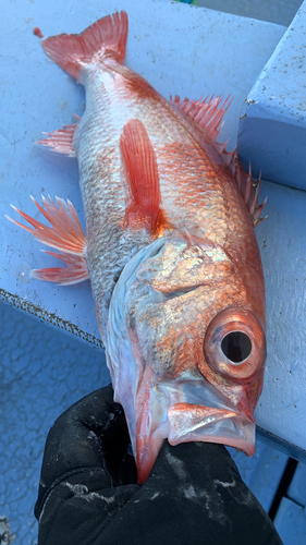 アカムツの釣果