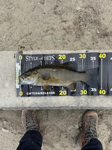 スモールマウスバスの釣果