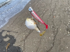 カマスの釣果