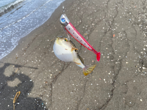 カマスの釣果