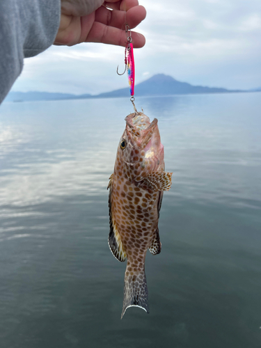 オオモンハタの釣果