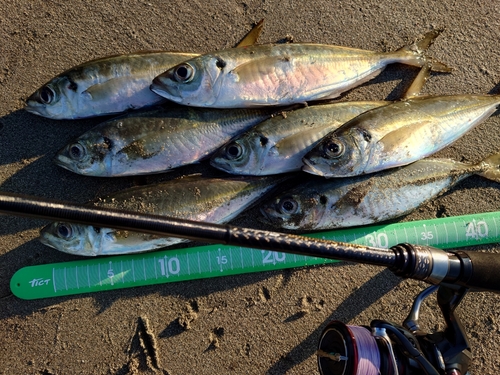 マアジの釣果