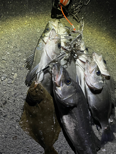 スズキの釣果