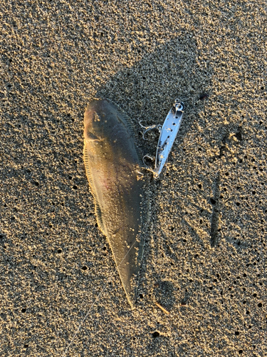 シタビラメの釣果