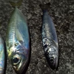 アジ