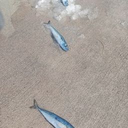 サバ