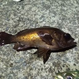 メバル
