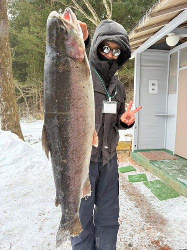 ニジマスの釣果