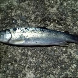 サクラマス