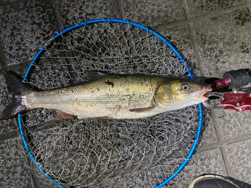 マルタウグイの釣果