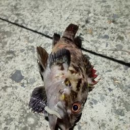 タケノコメバル