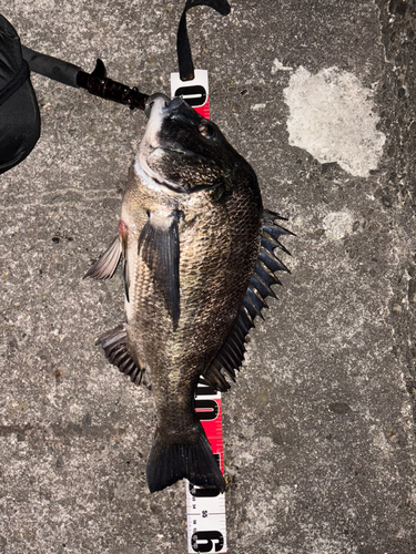 クロダイの釣果