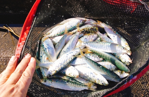 カタボシイワシの釣果