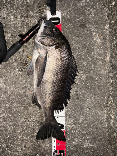 クロダイの釣果