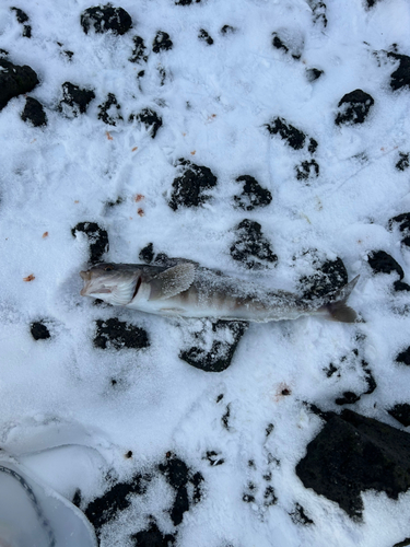 ホッケの釣果